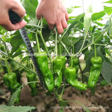 P32 Jubar madurez temprana tamaño grande piel fina semillas de pimiento verde híbrido